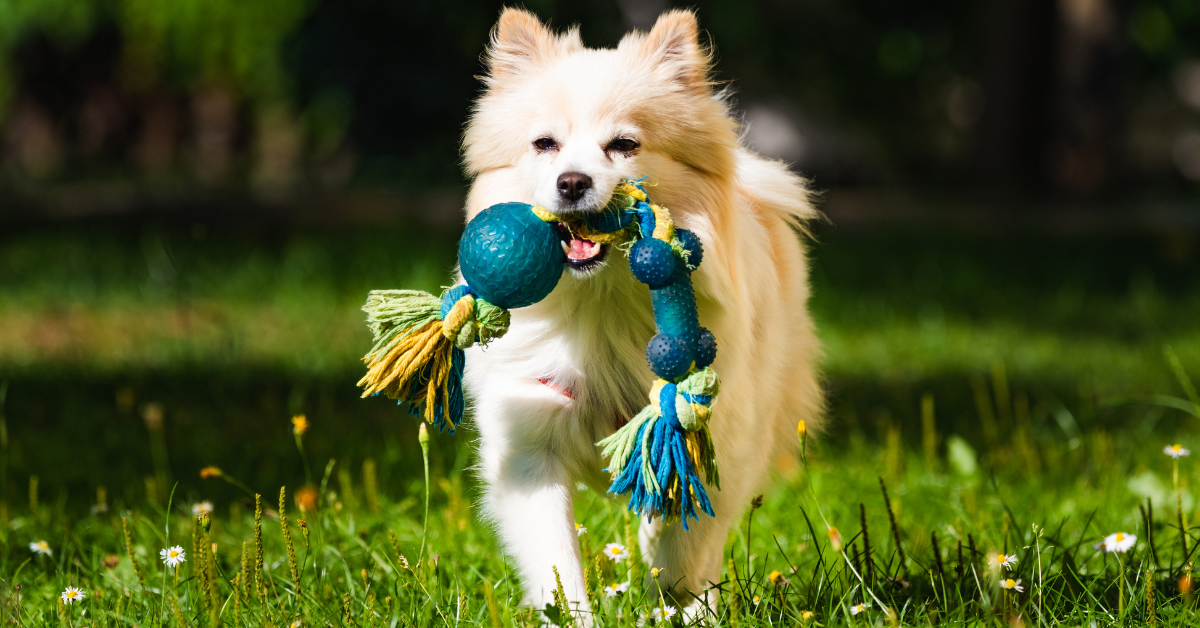 Keep Your Pet Active & Happy