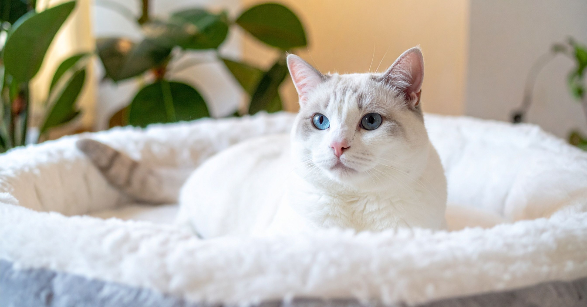 Give Your Pet the Sleep They Deserve